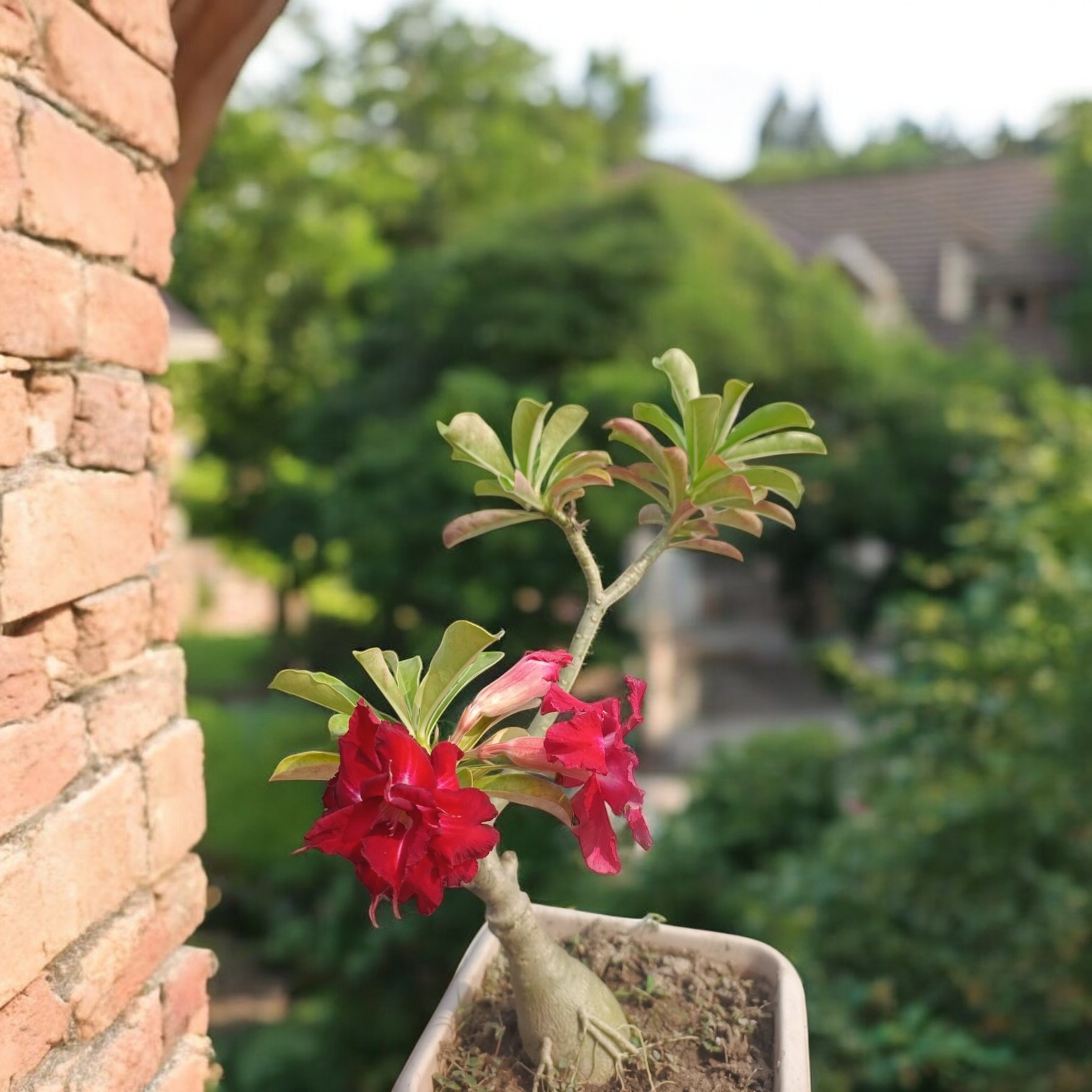 Adenium Live Plant Grafted (Multicolor) for Home Garden and Office | Desert roses Live